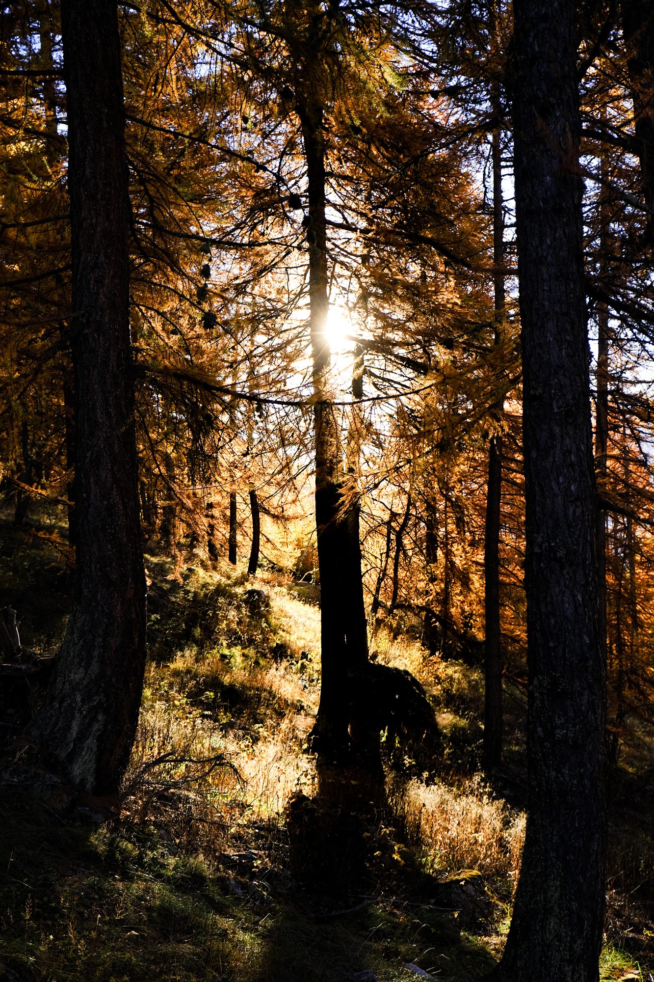 La lumière du soleil à travers les arbres